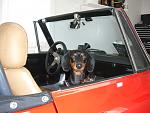 Bella, the Datsun loving Dachshund