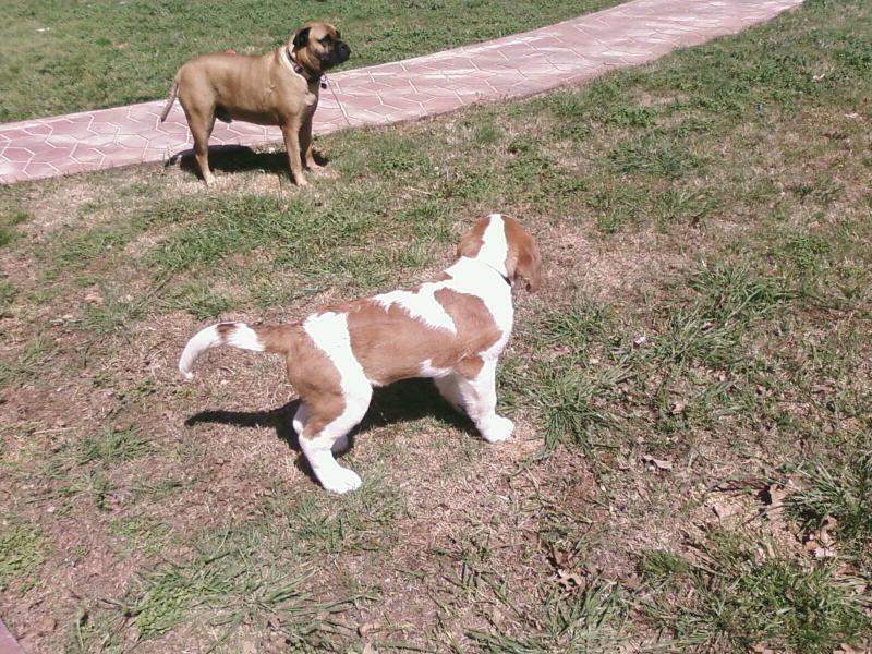 St Bernard pup - 12 weeks