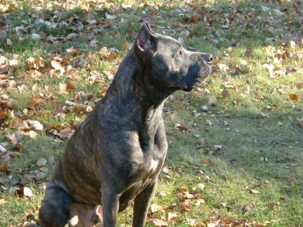 Zeus (Cane Corso)