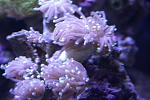 Torch Coral