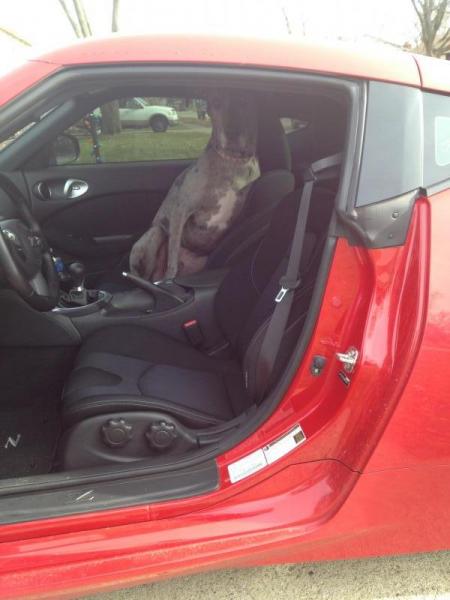 Somehow Duke, my Great Dane, fits in the Z haha