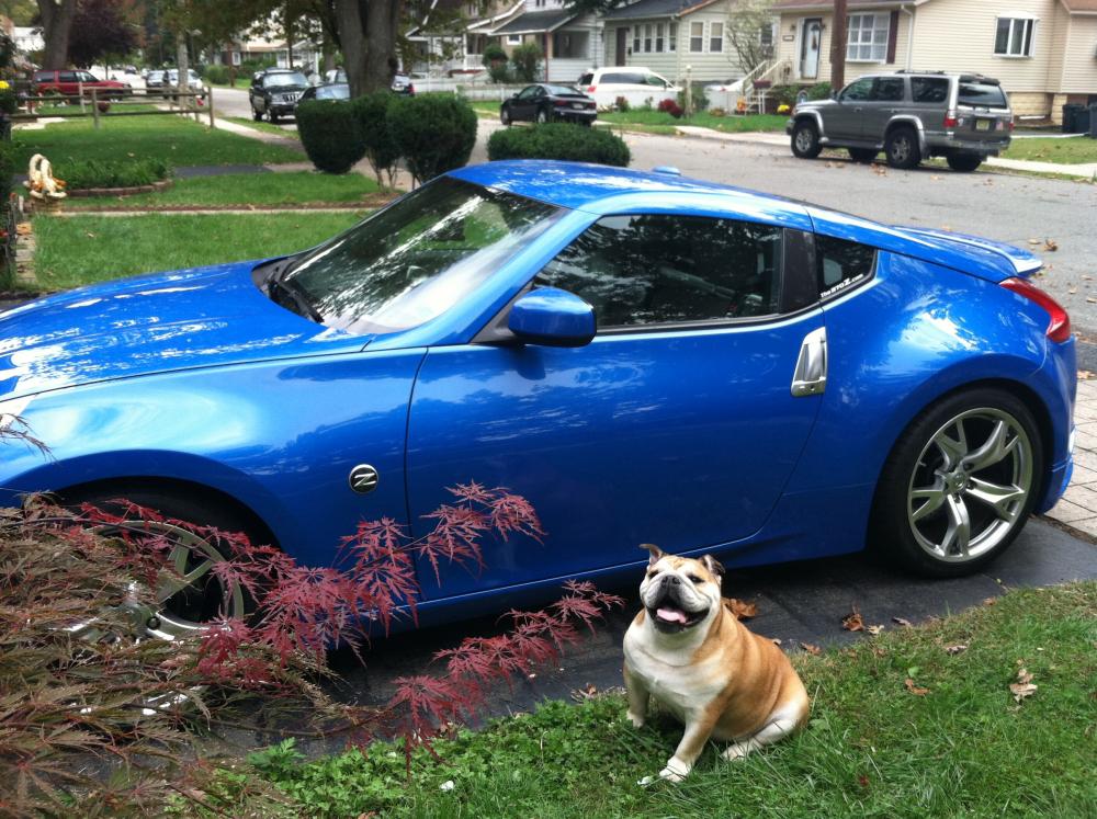 Tank and the Z enjoying the cool fall weather