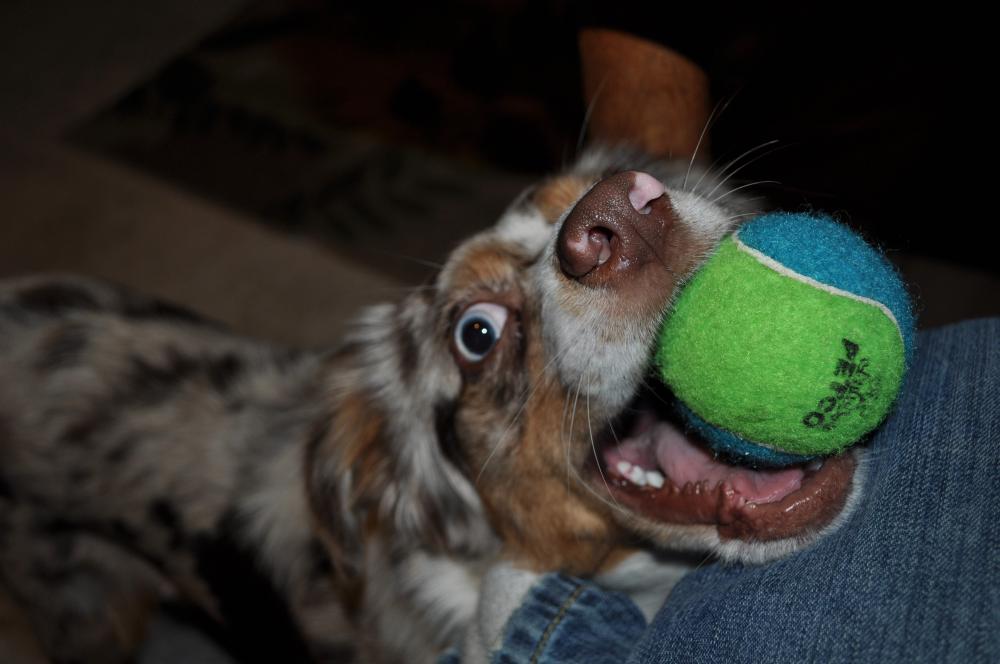 bailey with his ball