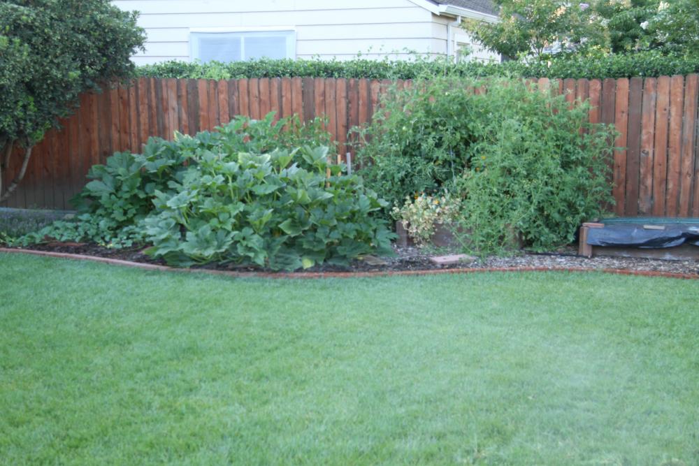 Vegetable garden 01