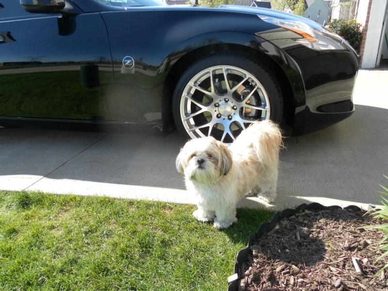 SAM 0960   Jackson with new wheels