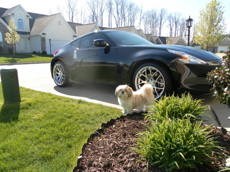 SAM 0959 My Boy guarding the Z. He'll kill