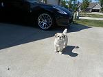 My buddy jackson with my Z