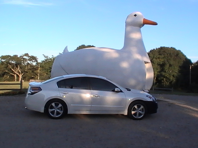 Altima with the big duck in Flanders