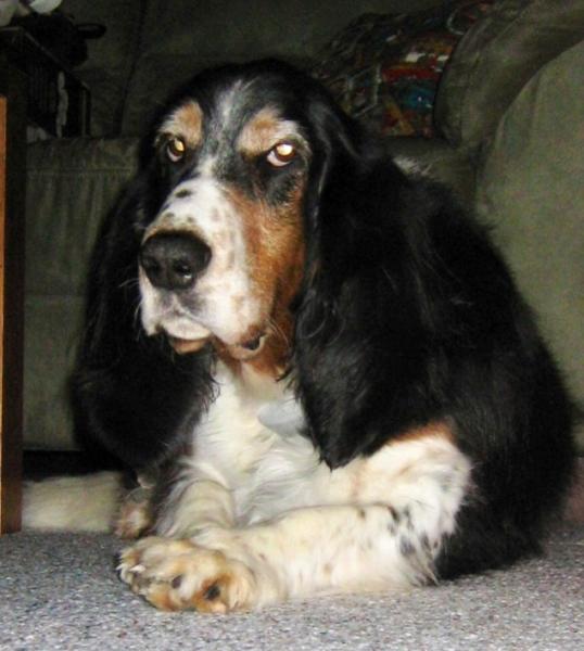 My long haired Bassett Hound named "Buzz"