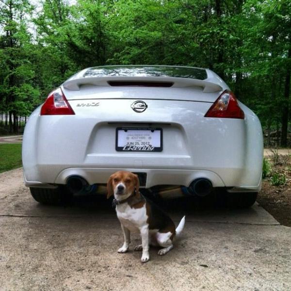 My Beagle with the Z