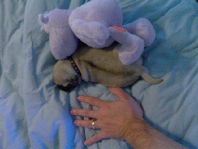 Wife's Pug and my hand